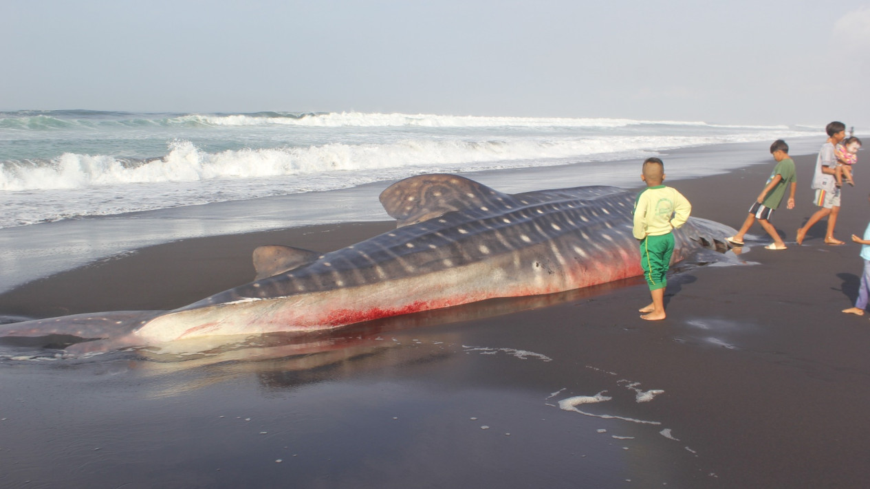 Seekor Hiu Tutul Sepanjang 7 Meter Terdampar di Pesisir Pantai Wotgalih Lumajang
            - galeri foto