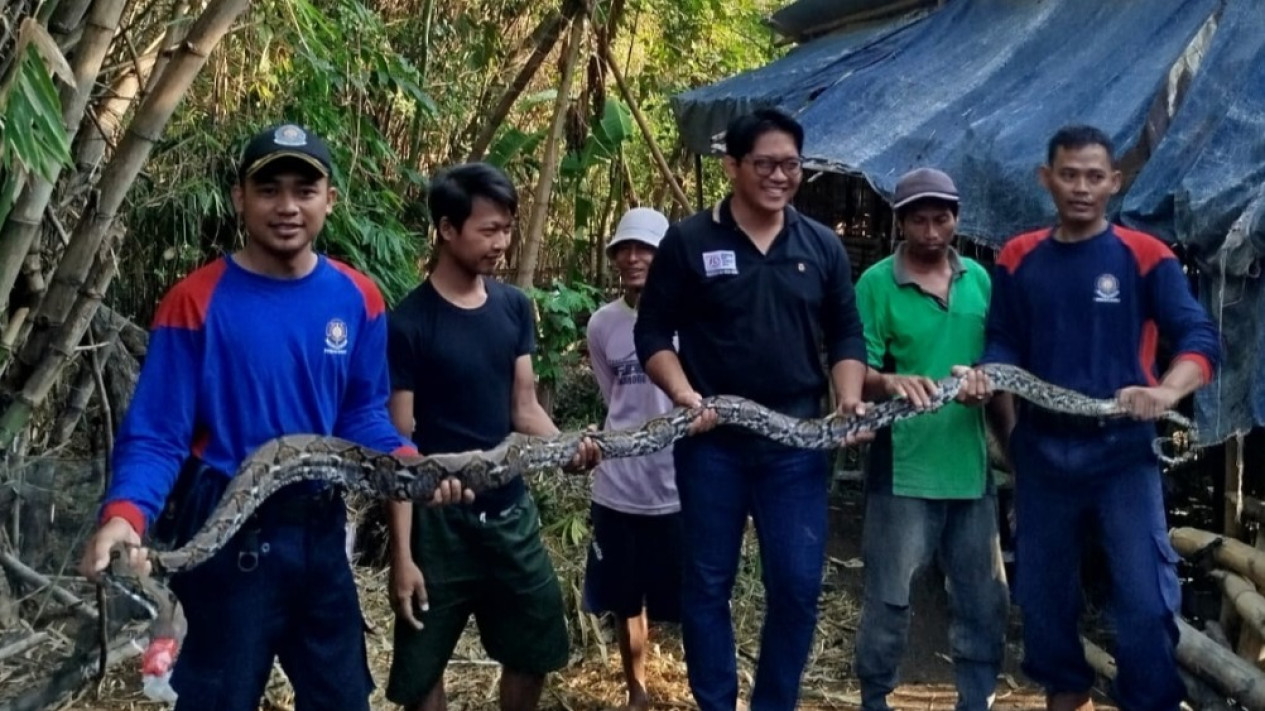 Damkar Nganjuk Berhasil Tangkap Ular Piton 3 Meter yang Resahkan Warga Desa Garu
            - galeri foto