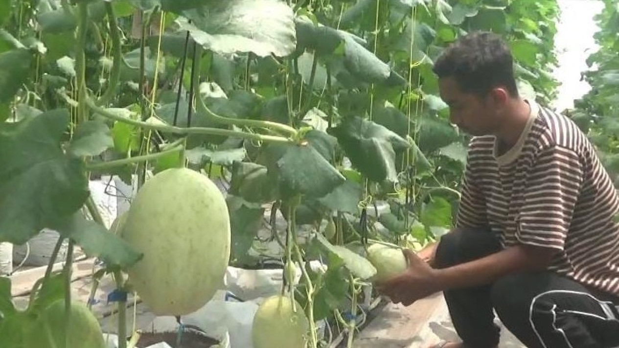 Petani Milenial Jombang Sukses Budidaya Melon di Greenhouse, Sekali Panen Bisa Untung Puluhan Juta Rupiah
            - galeri foto