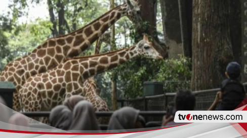 Hampir 150 Ribu Wisatawan Kunjungi Ragunan Selama Liburan Isra Mikraj-Imlek