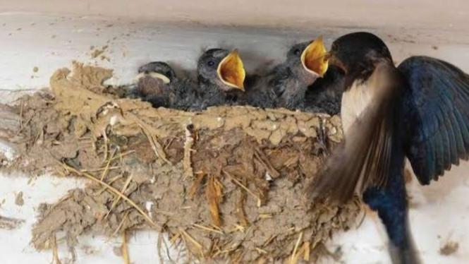 Harga Sarang Burung Walet Turun Drastis, Puluhan Ribu Petani Menjerit